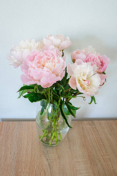 istock Light pink peony roses in a vase 1501051492