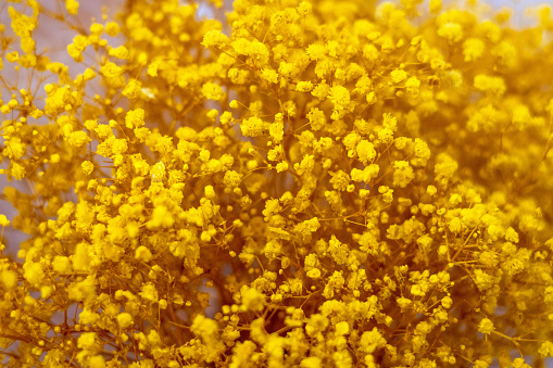 A close up of a plant with yellow flowers.
