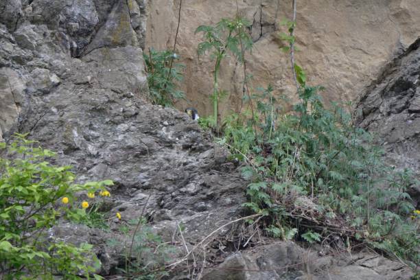 A Peregrine Falcon Nesting on a Cliff in Hokkaido in Spring.