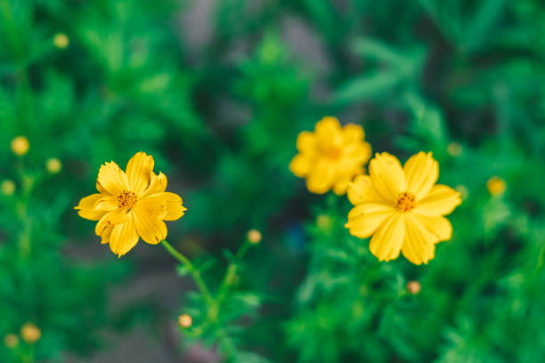 flores amarillas en el jardín con fondo verde - single hit fotografías e imágenes de stock