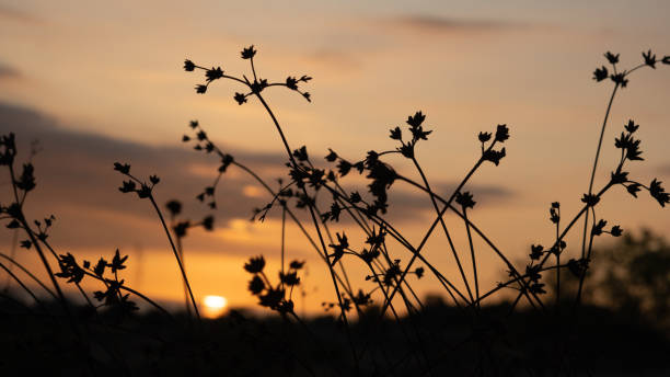 istock A sunset with a few flowers CLOSE UP in the foreground 1501053336