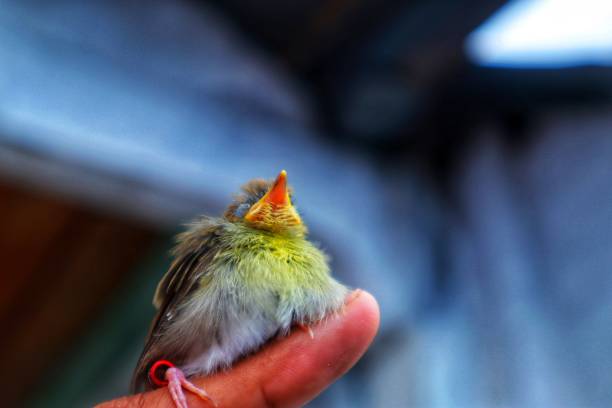 istock Cute little bird's photo 1501053430