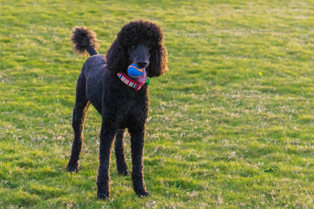 istock Black standard poodle standing in the grass with a ball 1501053870