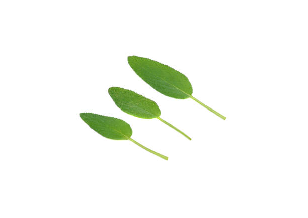 istock Sage leaves isolated on white background 1501054392