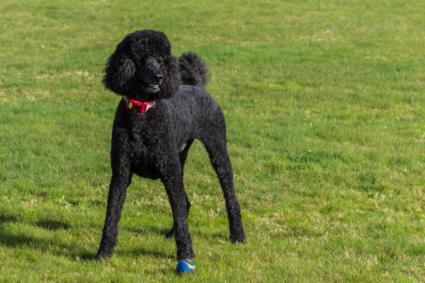 istock Black standard poodle standing in the grass with a ball 1501054581