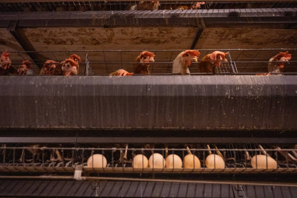 Modern Smart Agricultural Egg Hen Automated Farm