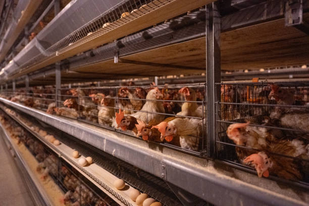 istock Modern Smart Agricultural Egg Hen Automated Farm 1501054720
