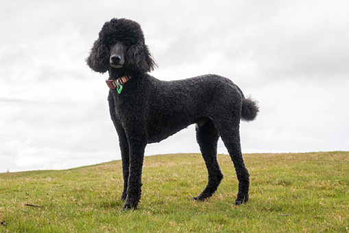Black standard poodle standing in the grass.