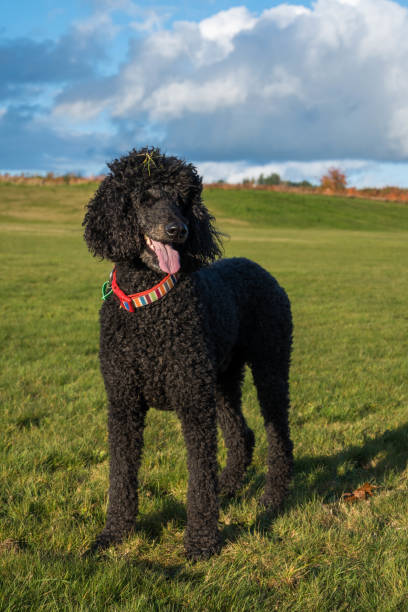 istock Black standard poodle standing in the grass with grass on his head 1501054948