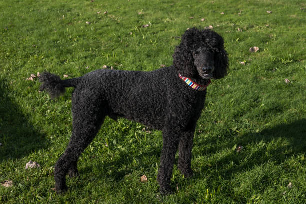 istock Black standard poodle standing in the grass 1501055131