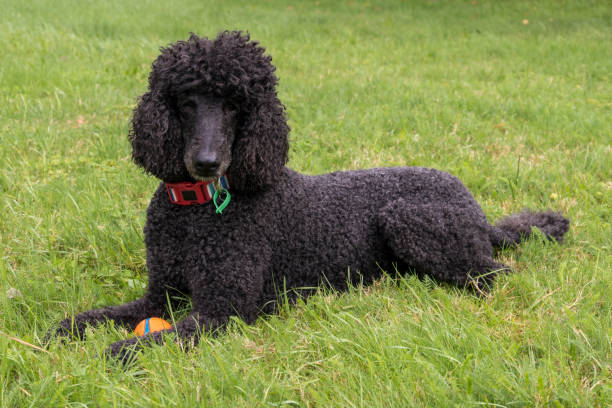 istock Black standard poodle laying in the grass 1501055279