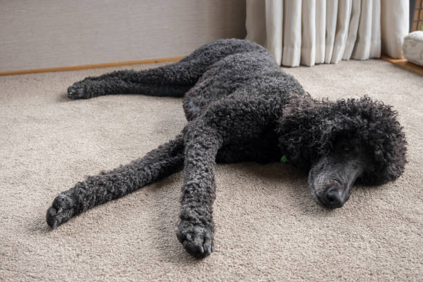 istock Black standard poodle laying on the carpet 1501055330