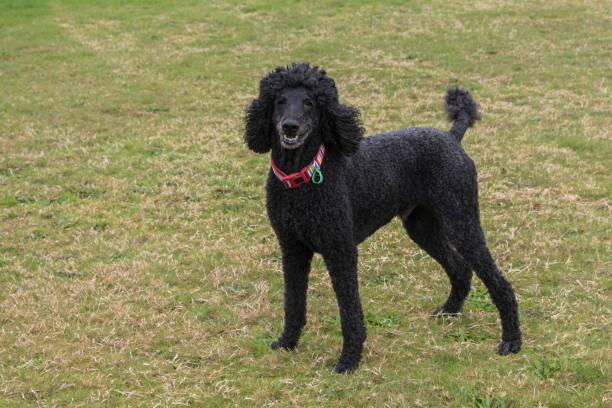 istock Black standard poodle standing in the grass smiling 1501055389