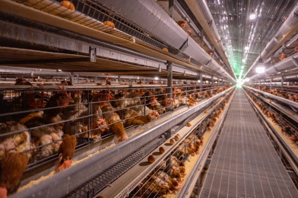 istock Smart Agricultural Egg Chicken Intelligent Farm 1501055435