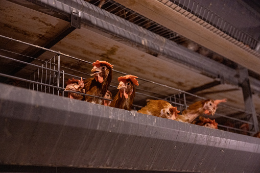 Intelligent breeding farm for laying hens