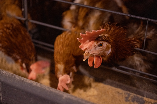 Intelligent breeding farm for laying hens