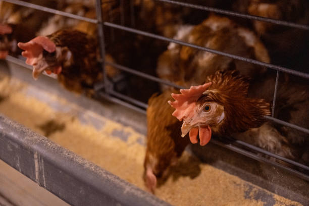 istock Intelligent breeding farm for laying hens 1501056204