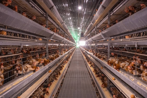 istock Smart Agricultural Egg Chicken Intelligent Farm 1501056305