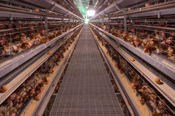 istock Smart Agricultural Egg Chicken Intelligent Farm 1501056342