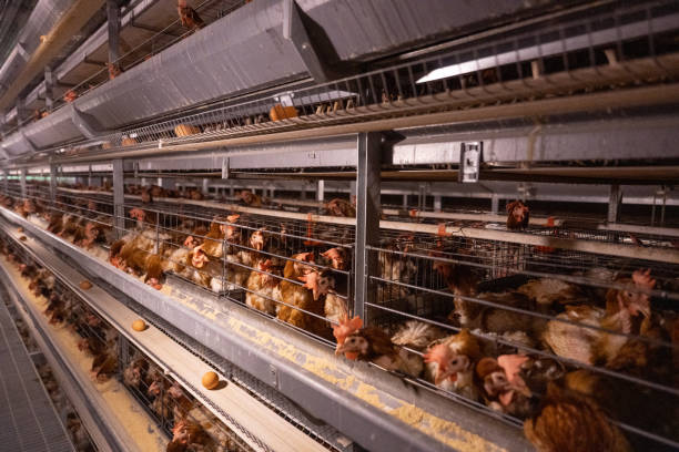 istock Smart Agricultural Egg Chicken Intelligent Farm 1501056345