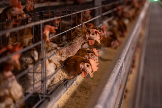 istock Intelligent breeding farm for laying hens 1501056416