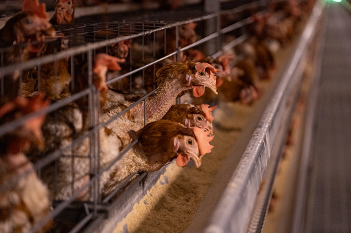 Intelligent breeding farm for laying hens