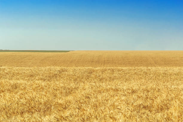 istock golden wheat field and sunny day 1501056895
