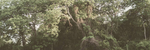 PANORAMA huge Lush crown tall trunk of jungle evergreen forest green yellow trees sky BACKGROUND. Summer Day Time Wallpaper View LANDSCAPE morning sunshine brown pale retro matt effect tone PANORAMA huge Lush crown tall trunk of jungle evergreen forest green yellow trees sky BACKGROUND. Summer Day Time Wallpaper View LANDSCAPE morning sunshine brown pale retro matt effect tone. spectrum field stock pictures, royalty-free photos & images