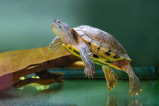 Domestic red eared turtle, Trachemys scripta, pond slider swims in aquarium water