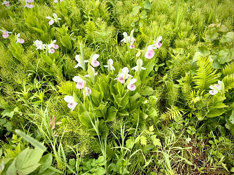 Field of Minnesota state flower, the Lady Slipper