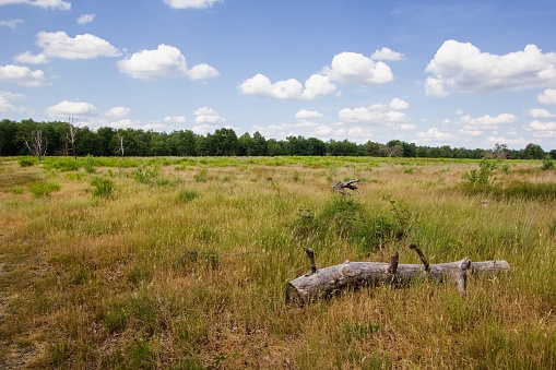 The heathlands in the De Meinweg National Park, part of the Maas-Swalm-Nette park, Limburg region, the Netherlands