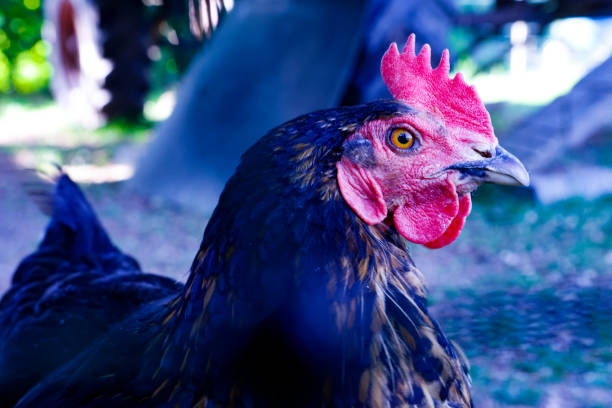 portrait of a chicken