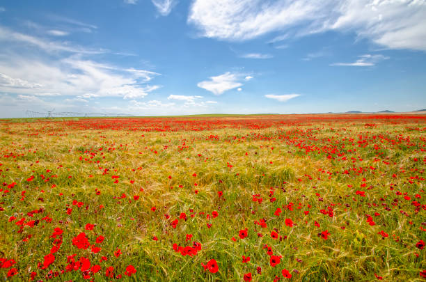 campo de amapolas rojas - flower red poppy sky fotografías e imágenes de stock