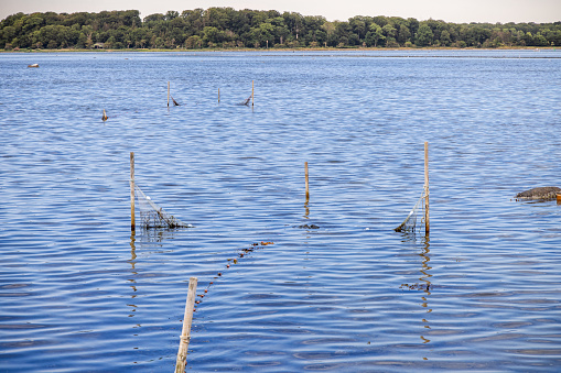 Small eel trap or fishing net or pound net close to the coast in a low water area at Kulhuse a place at Roskilde Fjord just north west of Copenhagen