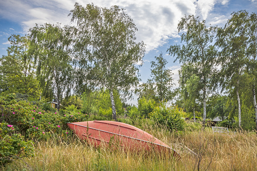 Canoe on land in high and dry grass in front of beach rose bushes and birch trees