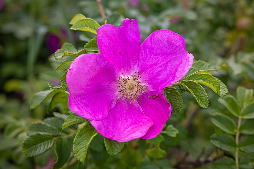 Free Stock Photo of Rugosa rose | Download Free Images and Free ...