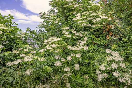 The elder tree with its white flowers in a popular sight in Denmark as a marking of midsummer