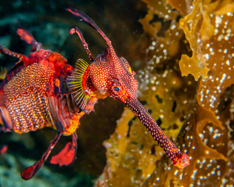 Common Name : Weedy Sea Dragon
Scientific name: Phyllopteryx taeniolatus
Conservation status: Least Concern
Family: Syngnathidae
Kingdom: Animalia