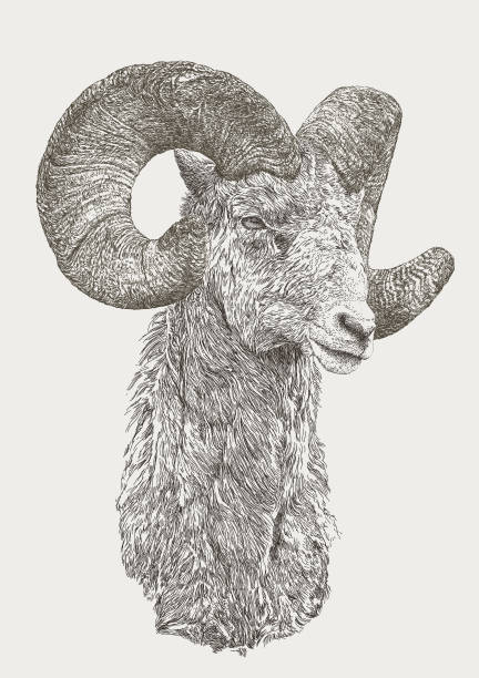 illustrations, cliparts, dessins animés et icônes de bighorn ram sheep chèvre - bélier animal mâle