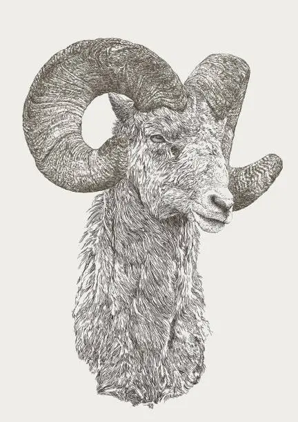 Vector illustration of Bighorn Ram Sheep Goat