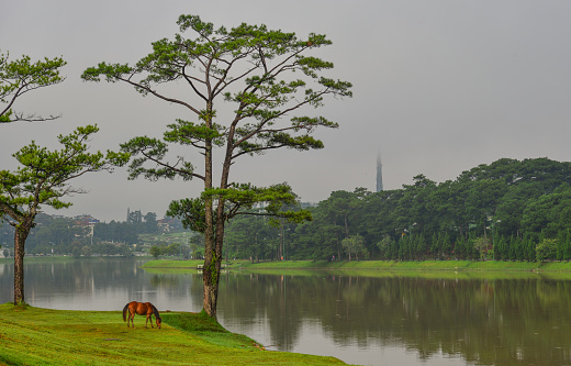 A horse standing on grass near the lake in Dalat, Vietnam.