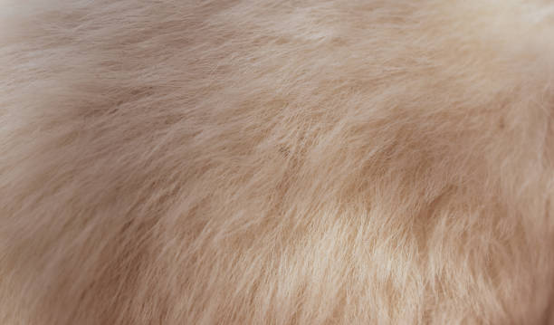 istock Beautiful abstract brown fur texture background 1501070385