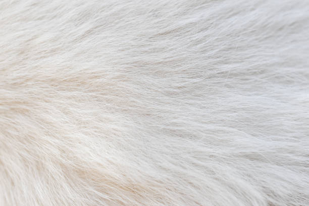 istock beautiful abstract white fur texture background 1501070955