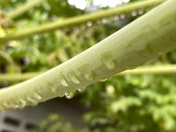 papaya tree branches The papaya tree branches have water droplets on their backs. noni fruit stock pictures, royalty-free photos & images