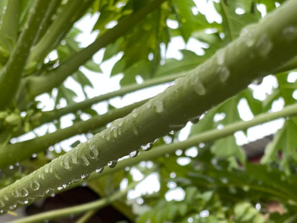 papaya tree branches The papaya tree branches have water droplets on their backs. noni fruit stock pictures, royalty-free photos & images
