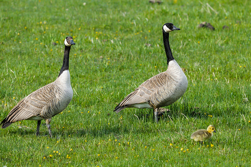 Wild geese pair of family