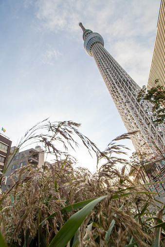 Tokyo, Japan - November 20, 2017: High-rise Tokyo Skytree building photographed from below in the morning with blue sky background.
