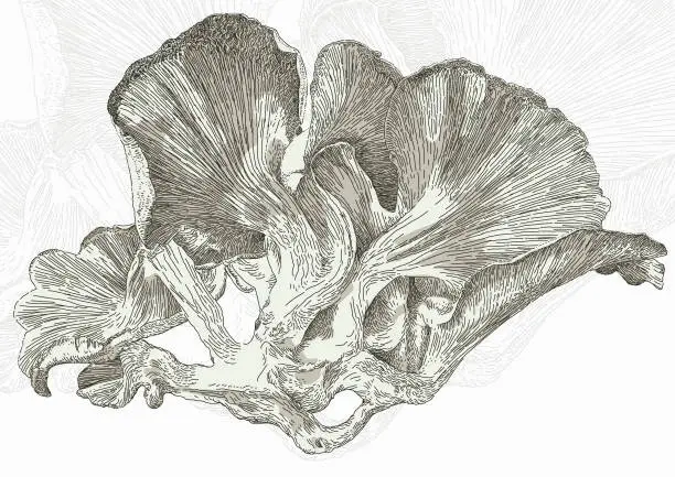 Vector illustration of Large Oyster Mushroom Fungi