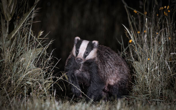 European Badger ( Meles Meles) in grass at night.