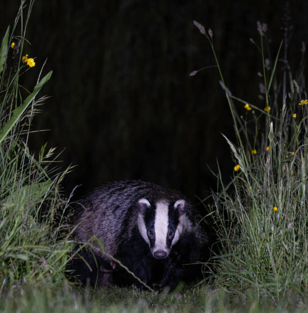 istock European Badger ( Meles Meles) in grass at night. 1501076614
